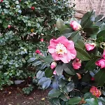 L'antica Dimora 梅塔